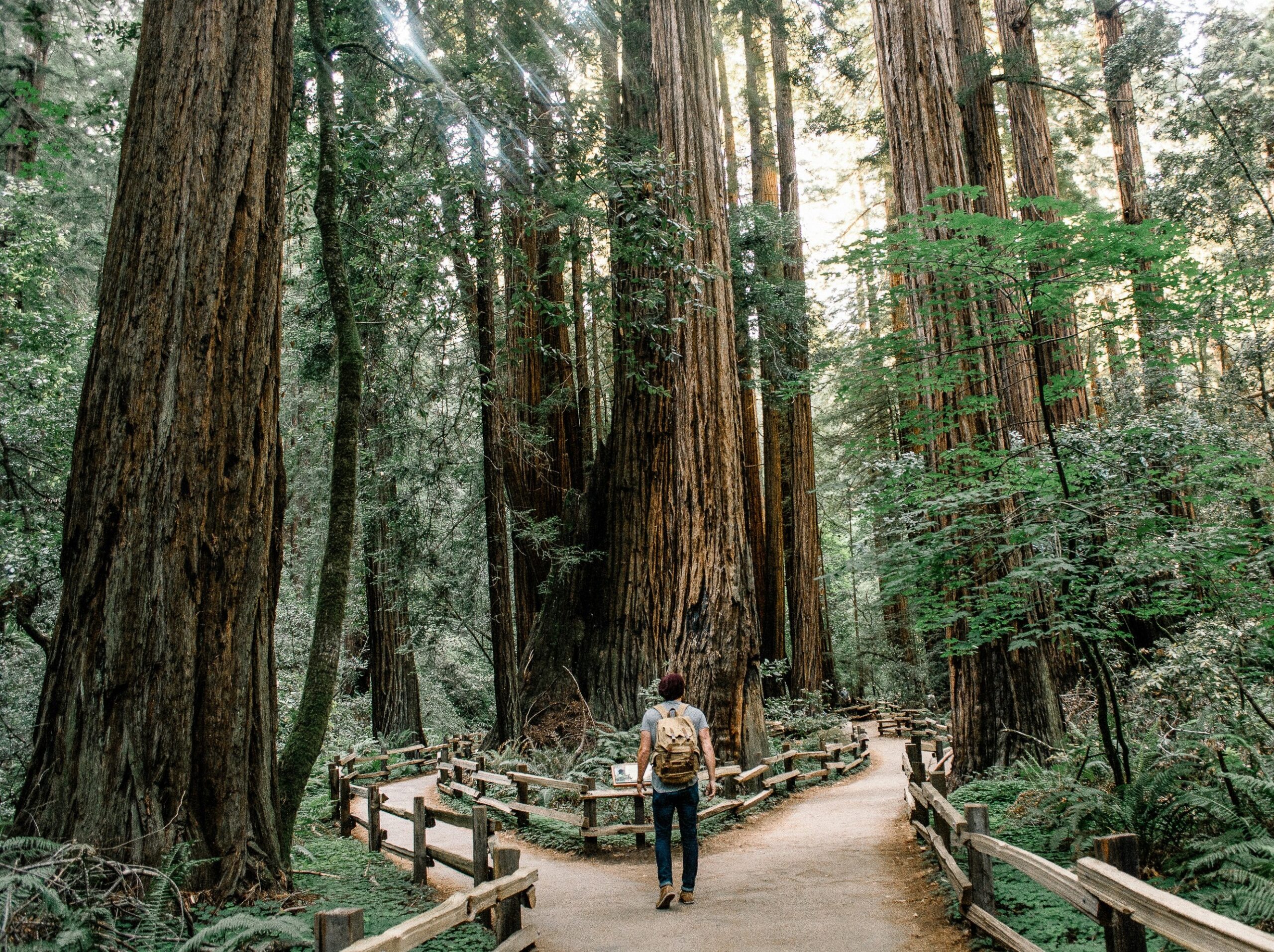 Man standing in Muir Woods