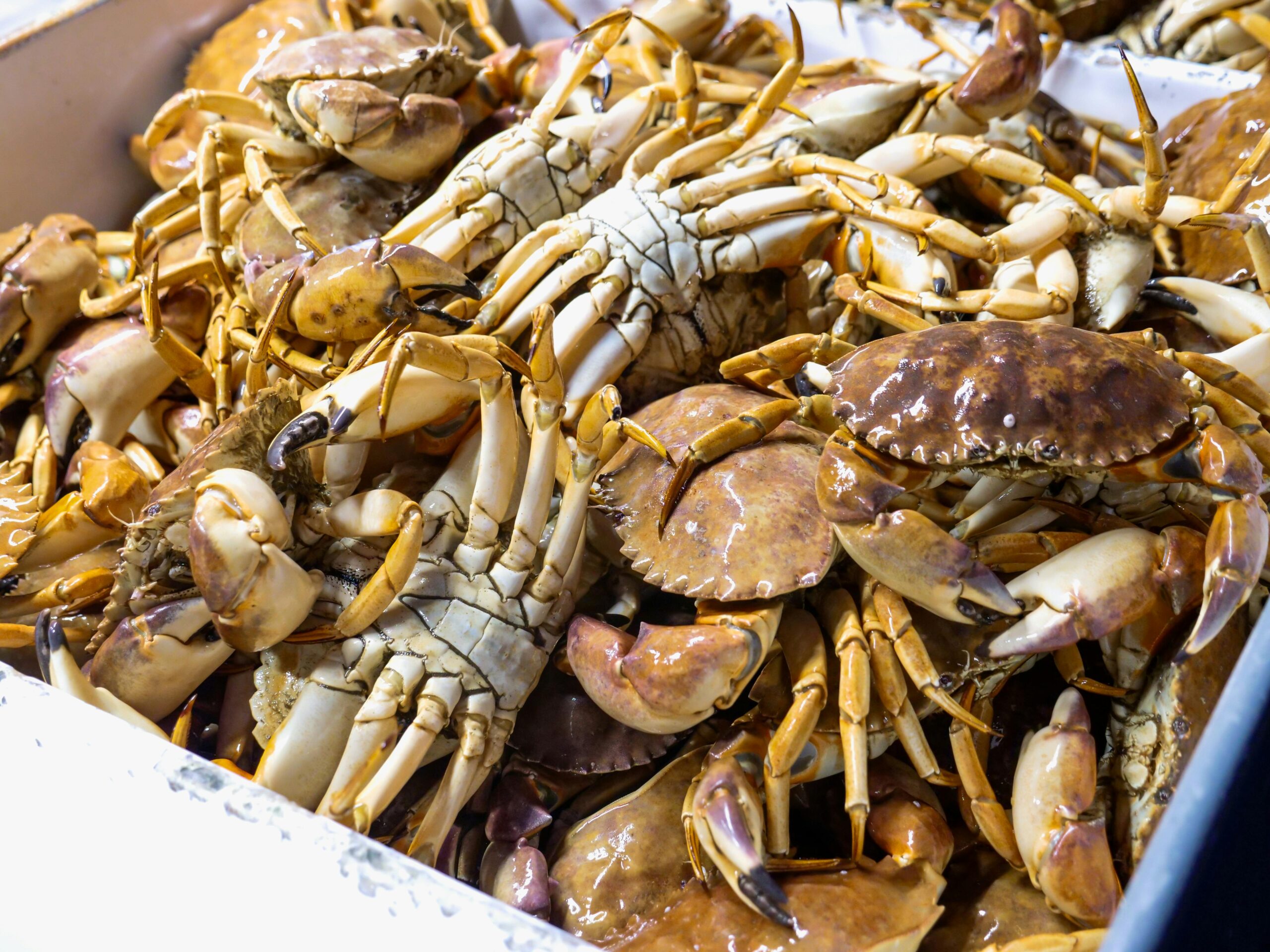 Dungeness crab