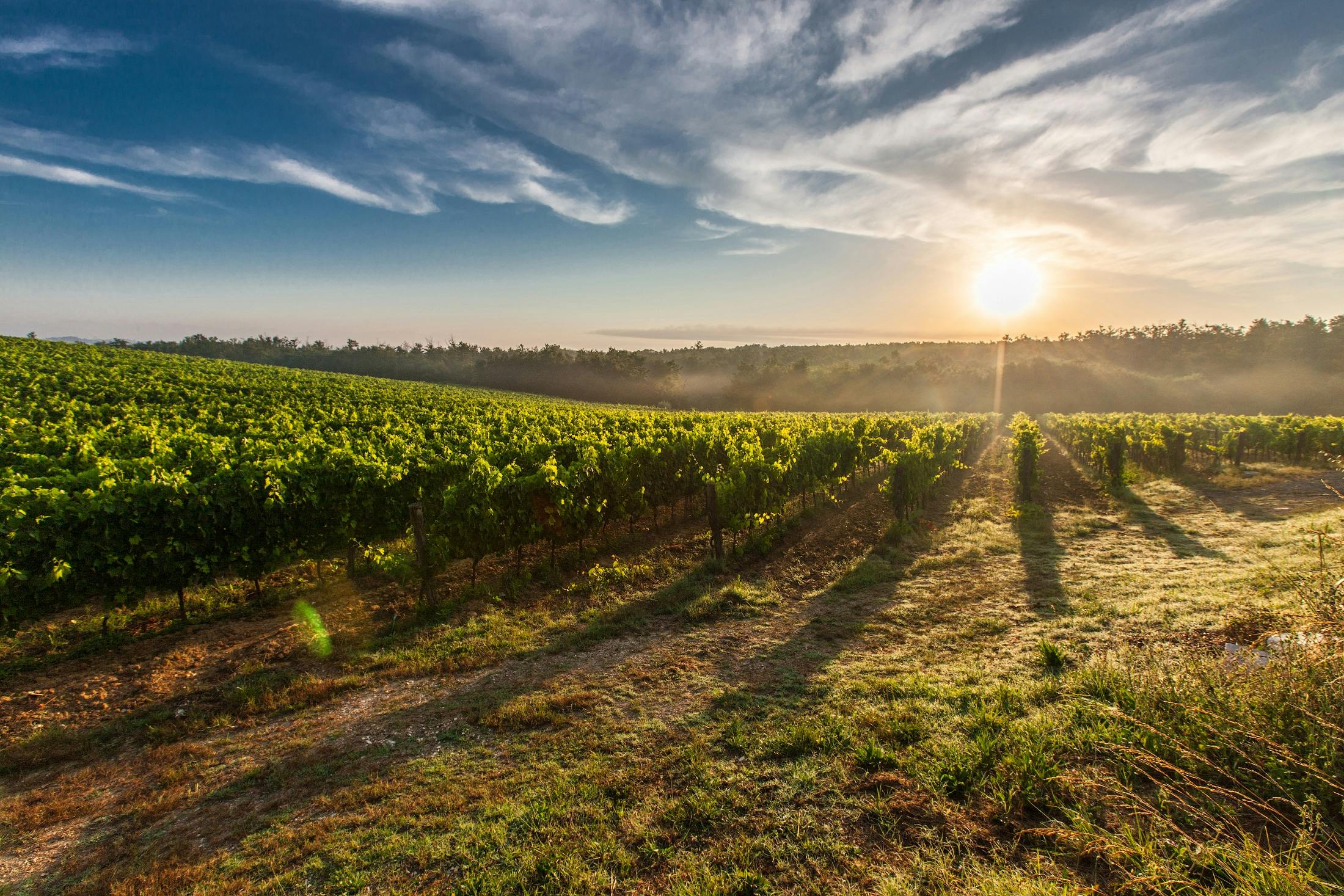 Napa winery at sunset