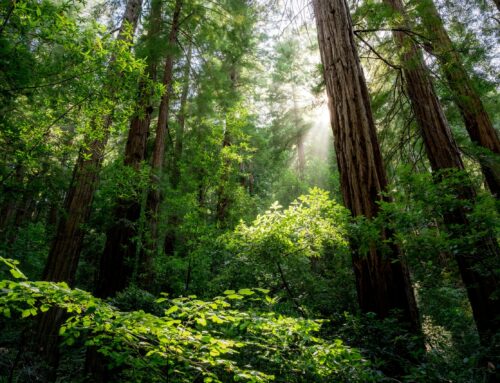 Day trips from SF: San Francisco to Muir Woods