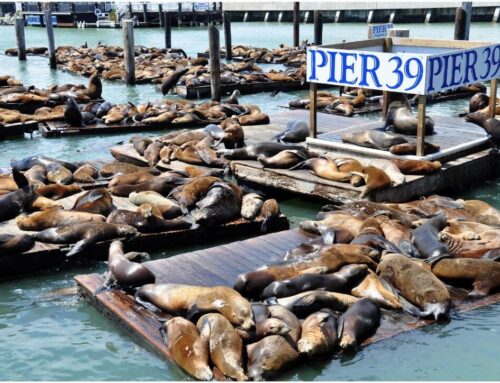 Pier 39 walking tour