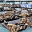 Sea lions at Pier 39 in San Francisco